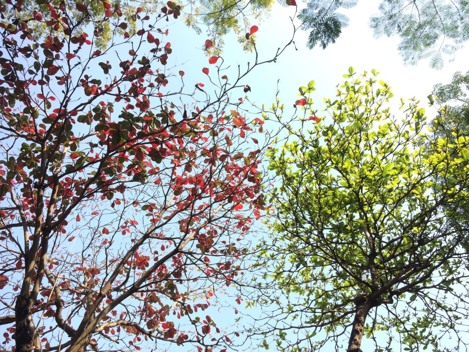 4月3日　希望の葉