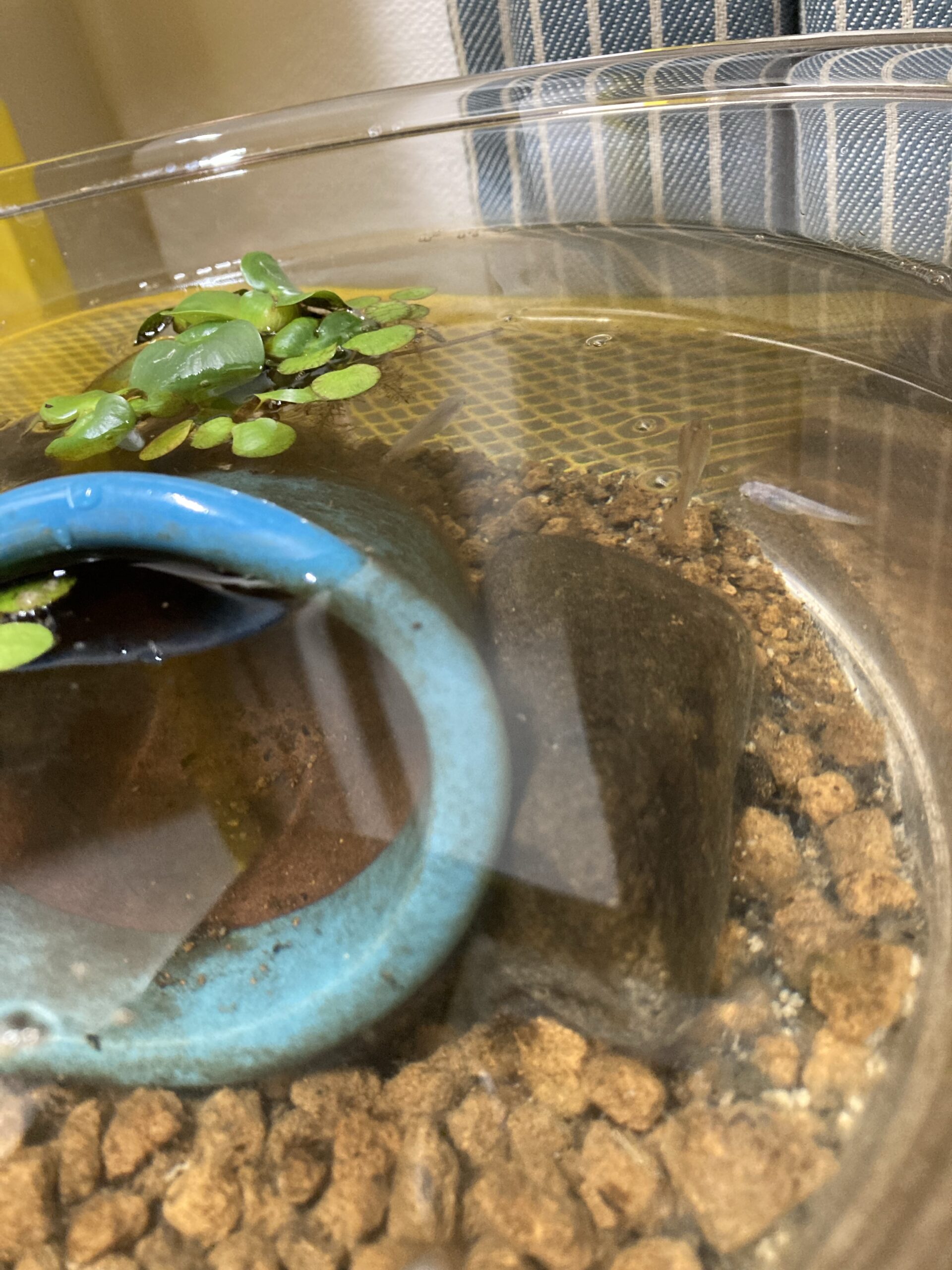 メダカの稚魚を冬越しさせられるか